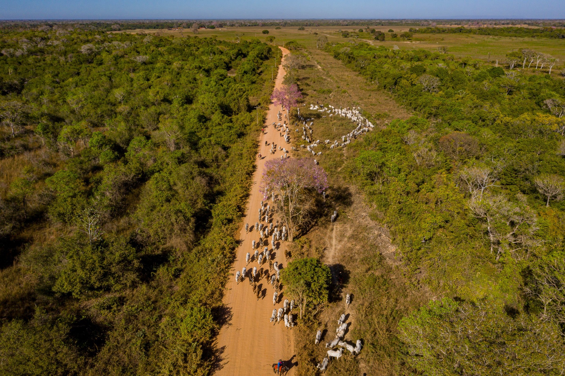 Pavimentação de estradas e troca de pontes de madeira visam melhorar o fluxo turístico para visitantes do Pantanal mato-grossense