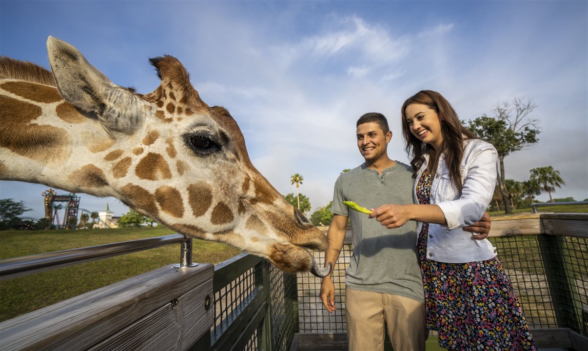 Busch Gardens Serengeti Safari Tour é uma das experiências disponíveis nas operadoras brasileiras