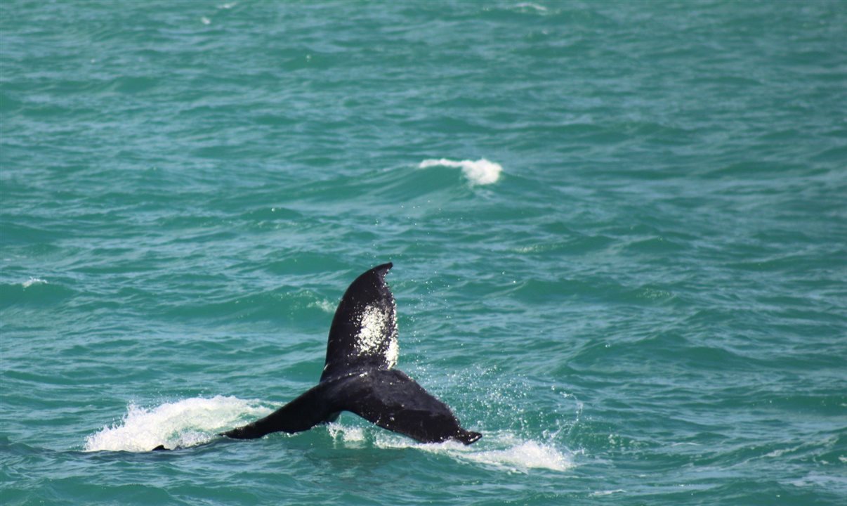Porto Seguro espera 35 mil baleias-jubarte nesta temporada