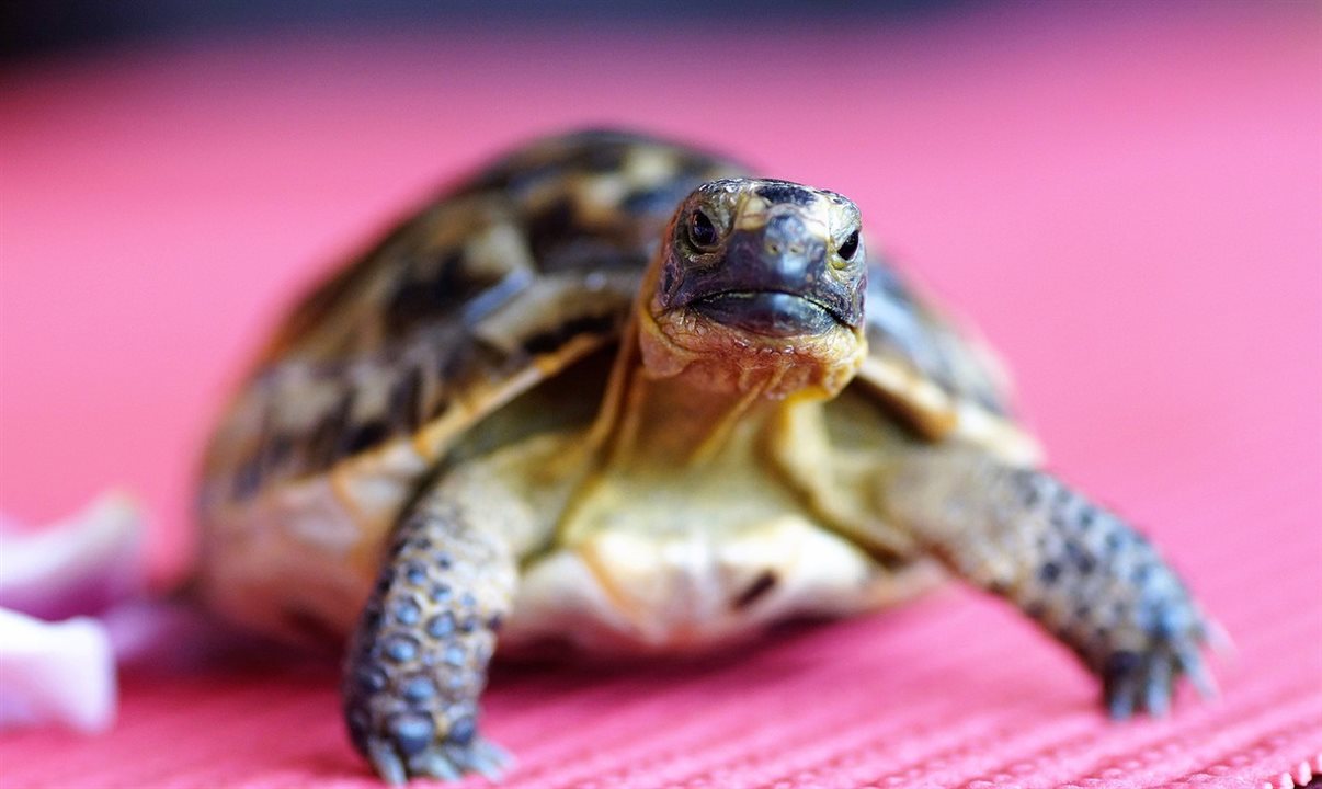  CDC limita as importações de pequenas tartarugas, cágados e seus ovos se eles forem capazes de chocar