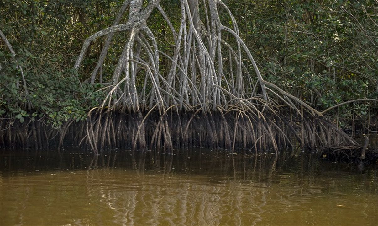 Ações destacam a importância dos manguezais, sua rica biodiversidade e as práticas culturais das comunidades da Baía de Guanabara