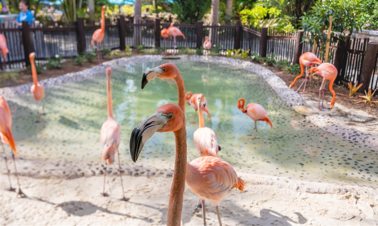 Vista do Flamingo Point, habitat das aves caribenhas