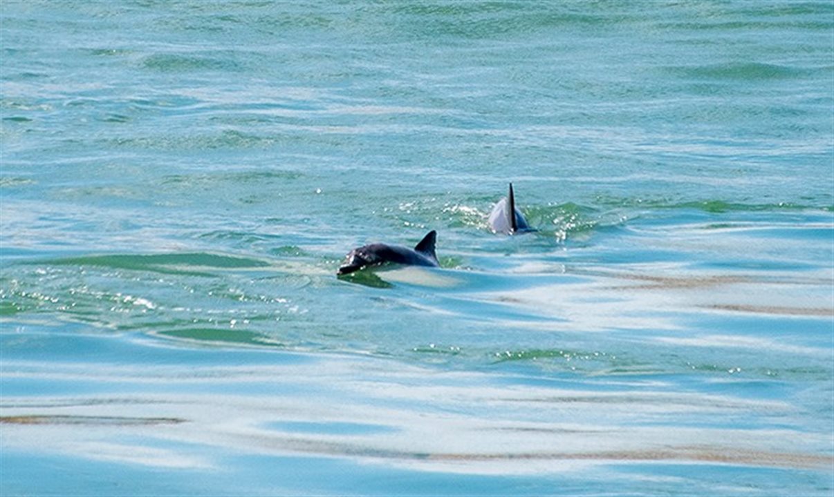 Na Baía dos Golfinhos, é sempre mais fácil de capturá-los em vídeos do que em fotos