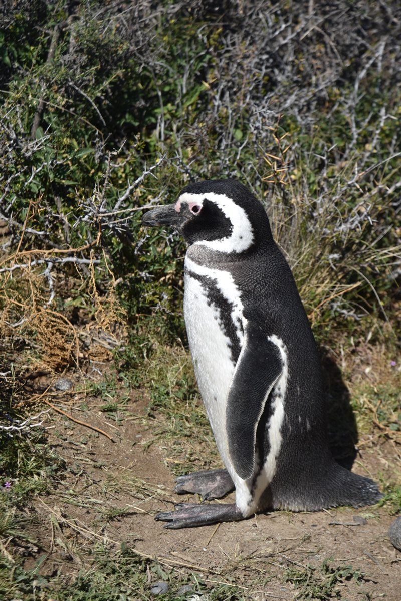 Marina Figueiredo, da Braztoa, posa com um pinguim