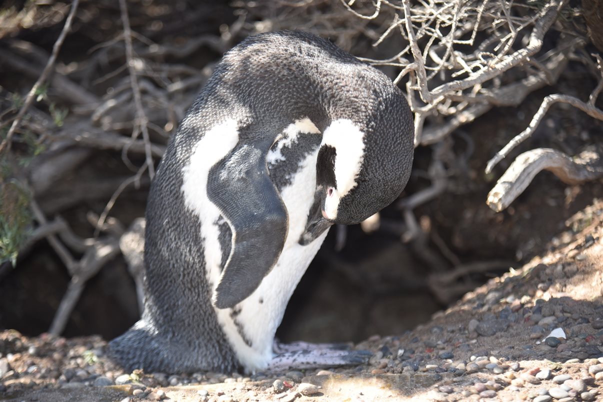 Marina Figueiredo, da Braztoa, posa com um pinguim