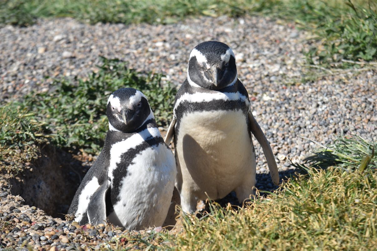 Marina Figueiredo, da Braztoa, posa com um pinguim