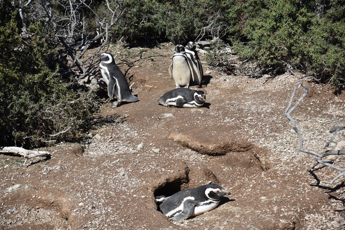 Marina Figueiredo, da Braztoa, posa com um pinguim