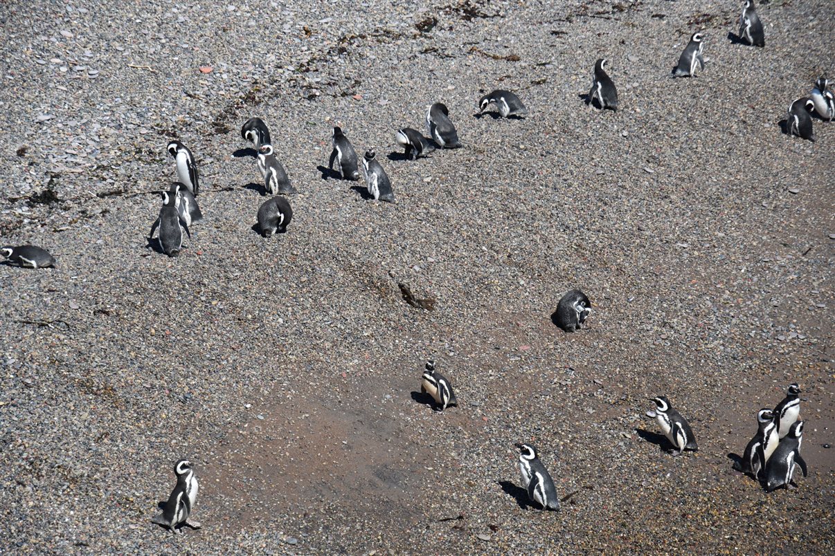 Marina Figueiredo, da Braztoa, posa com um pinguim