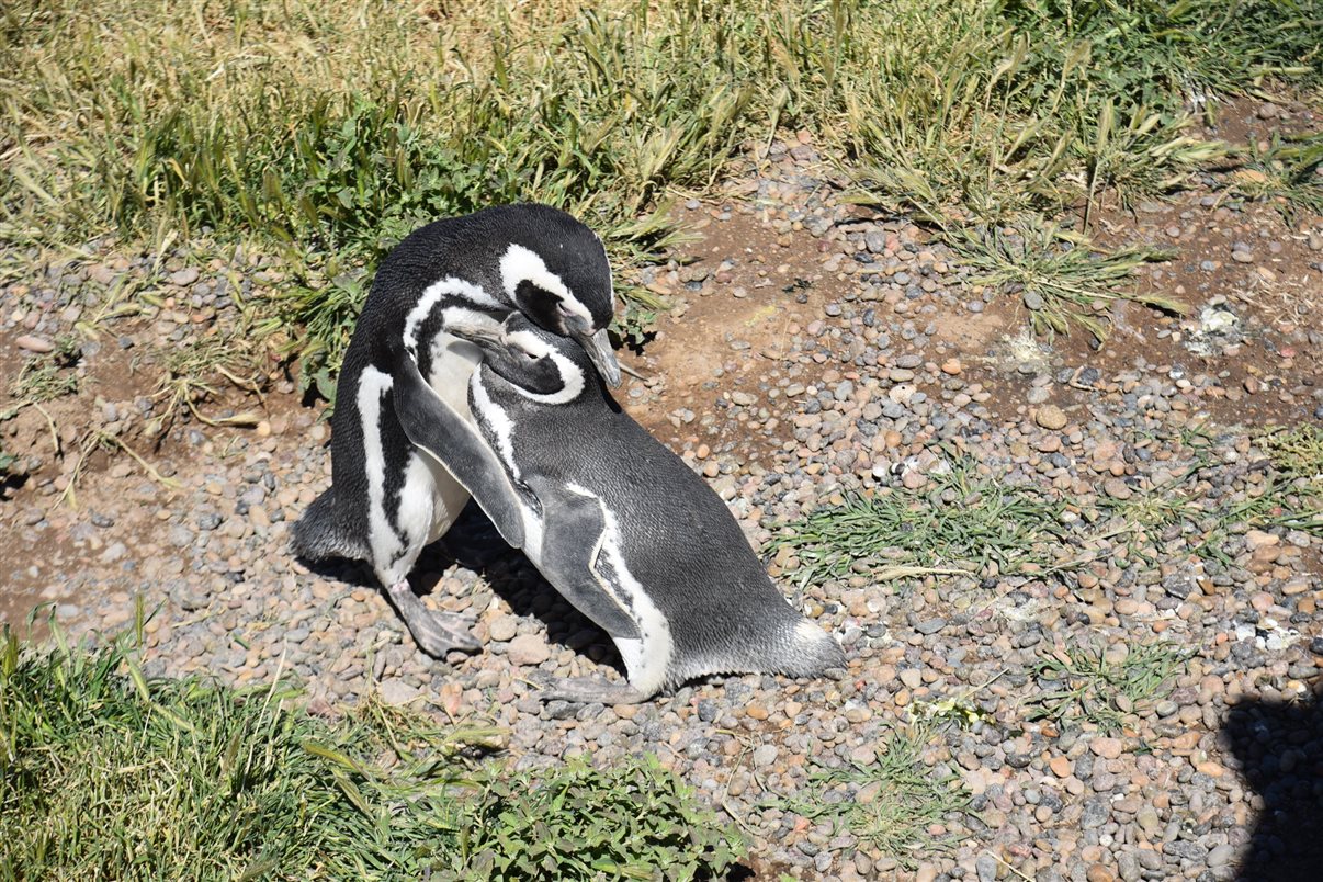 Marina Figueiredo, da Braztoa, posa com um pinguim