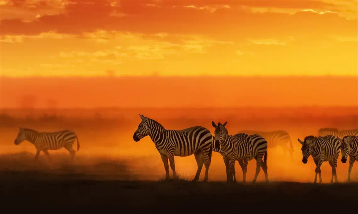 Zebras no pôr do sol