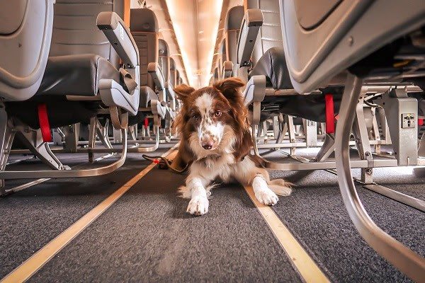 A Agência Nacional de Aviação Civil (Anac) não estabelece regras específicas para o transporte de animais, delegando essa responsabilidade às companhias aéreas