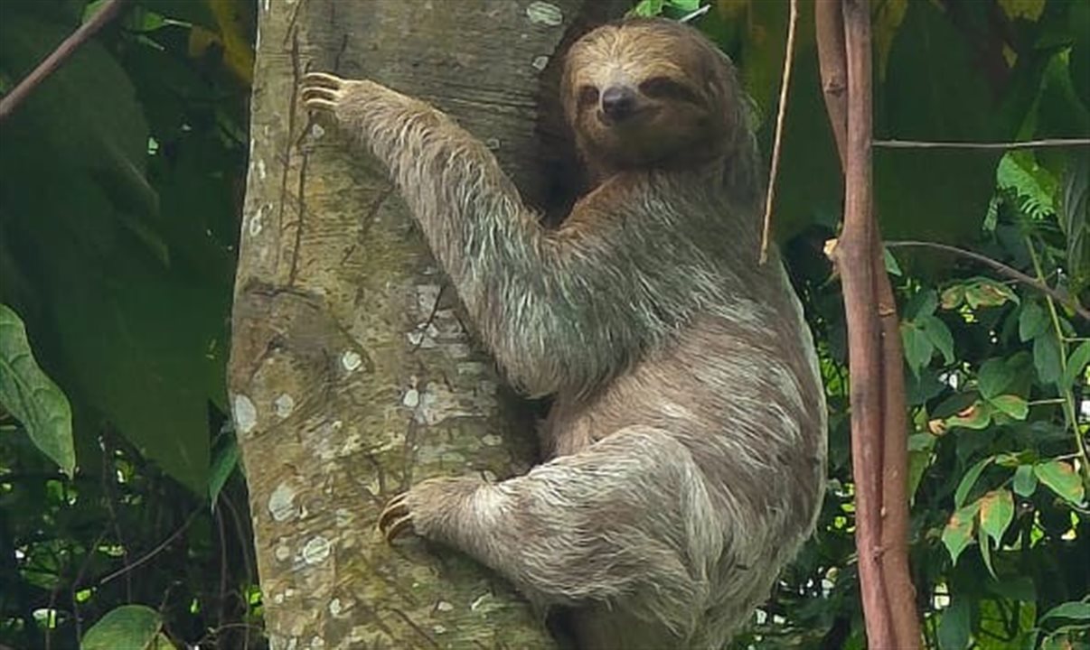 As preguiças são o principal mascote da Costa Rica e facilmente avistadas pelo litoral do país