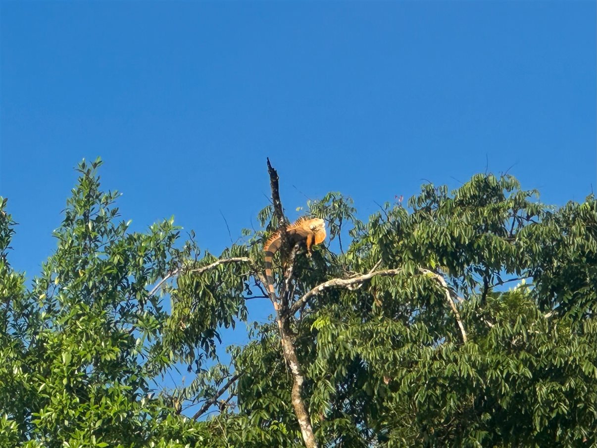 Crocodilo avistado durante passeio de barco no Parque Nacional Tortuguero