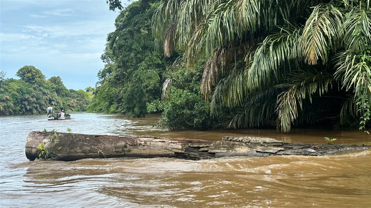 Crocodilo avistado durante passeio de barco no Parque Nacional Tortuguero