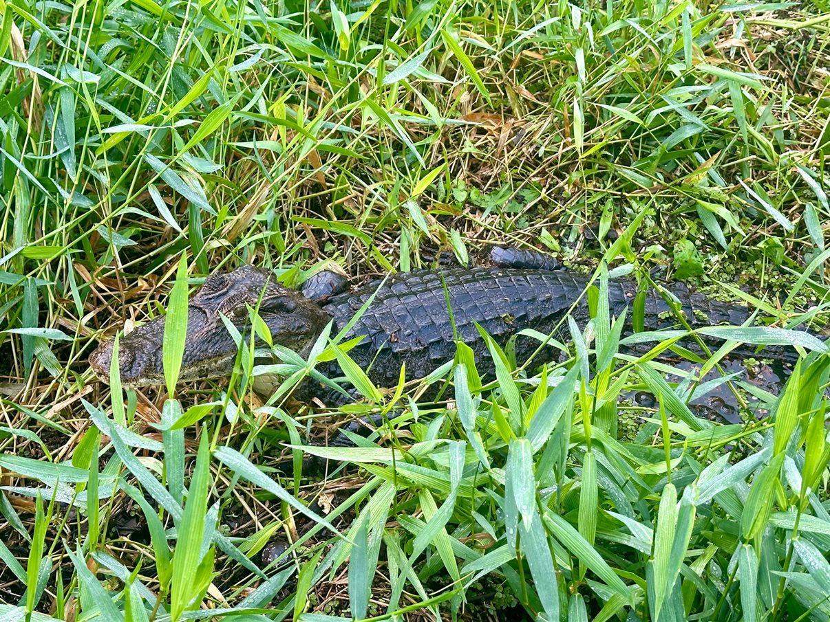 Crocodilo avistado durante passeio de barco no Parque Nacional Tortuguero