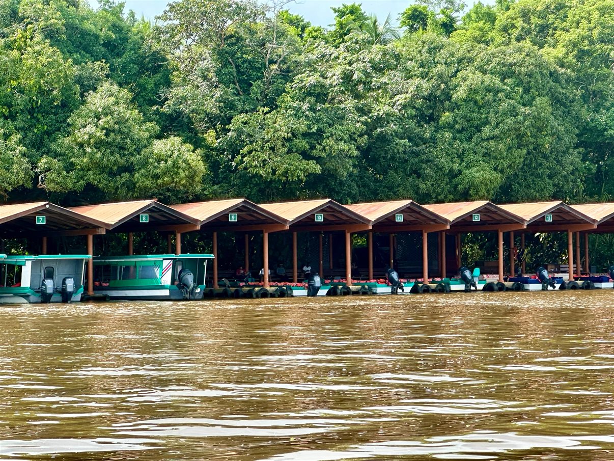 Crocodilo avistado durante passeio de barco no Parque Nacional Tortuguero