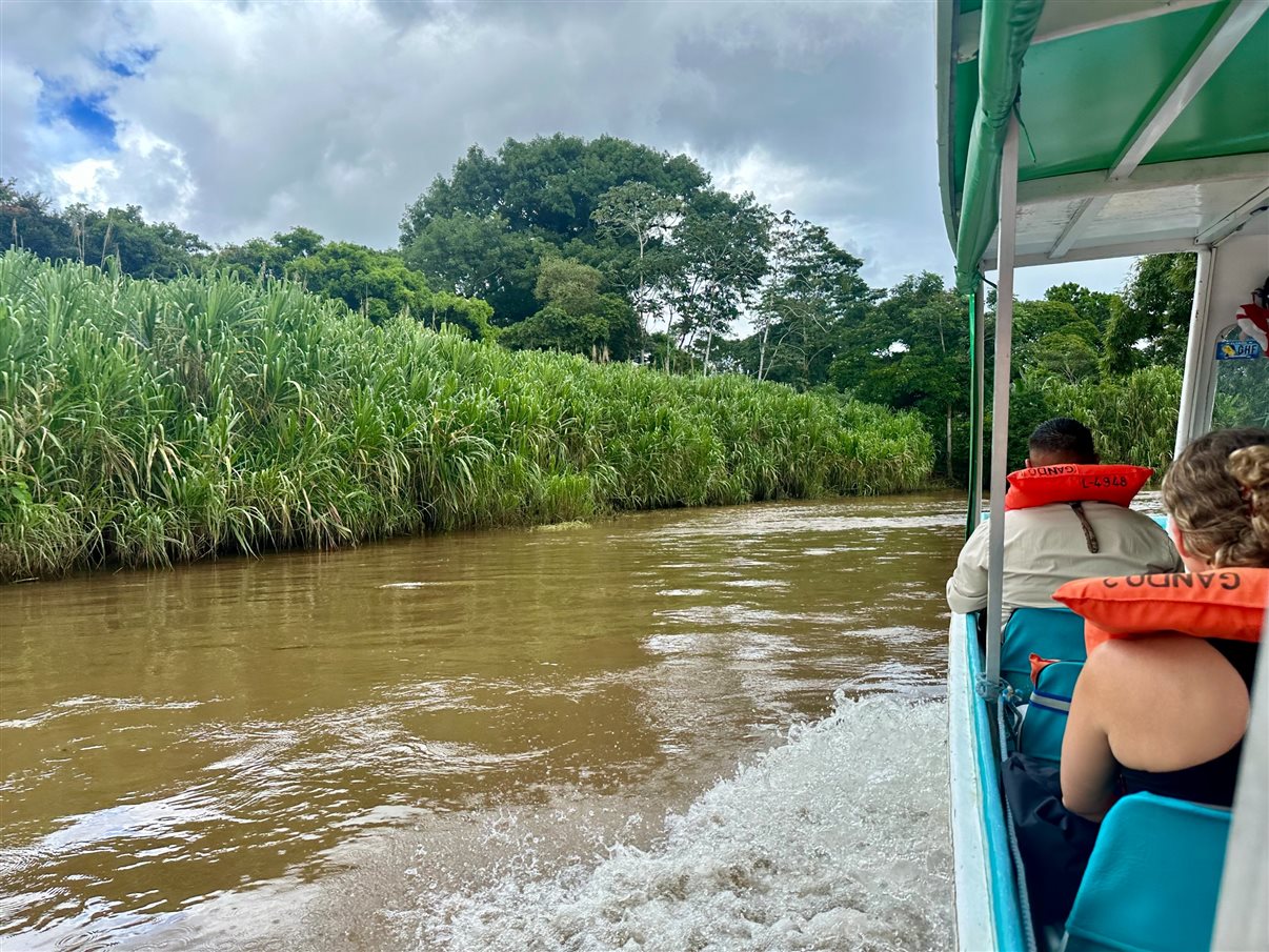 Crocodilo avistado durante passeio de barco no Parque Nacional Tortuguero