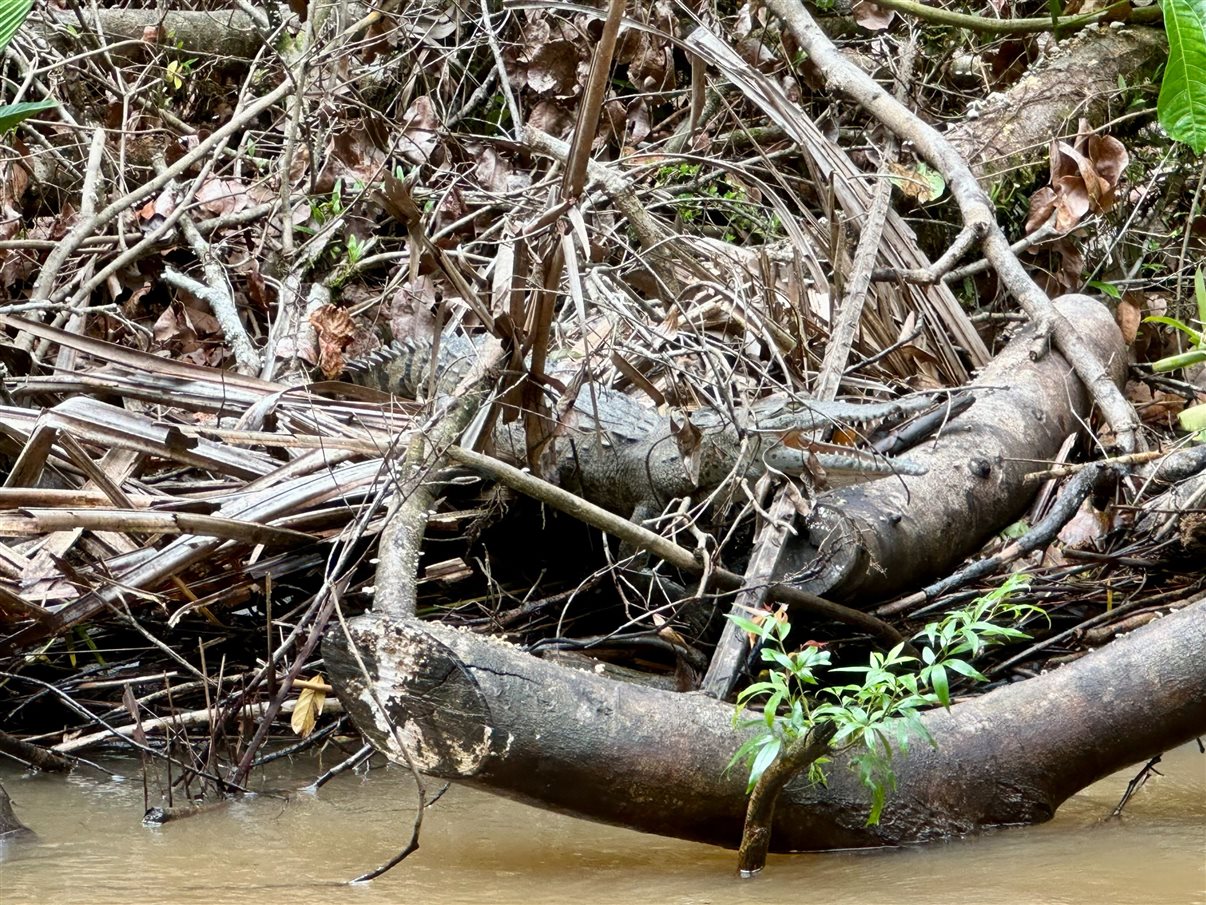 Crocodilo avistado durante passeio de barco no Parque Nacional Tortuguero