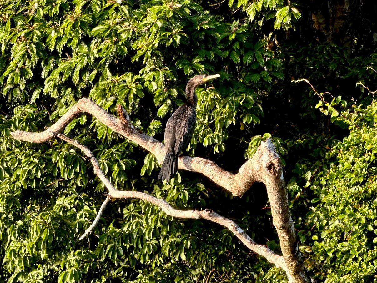 Crocodilo avistado durante passeio de barco no Parque Nacional Tortuguero