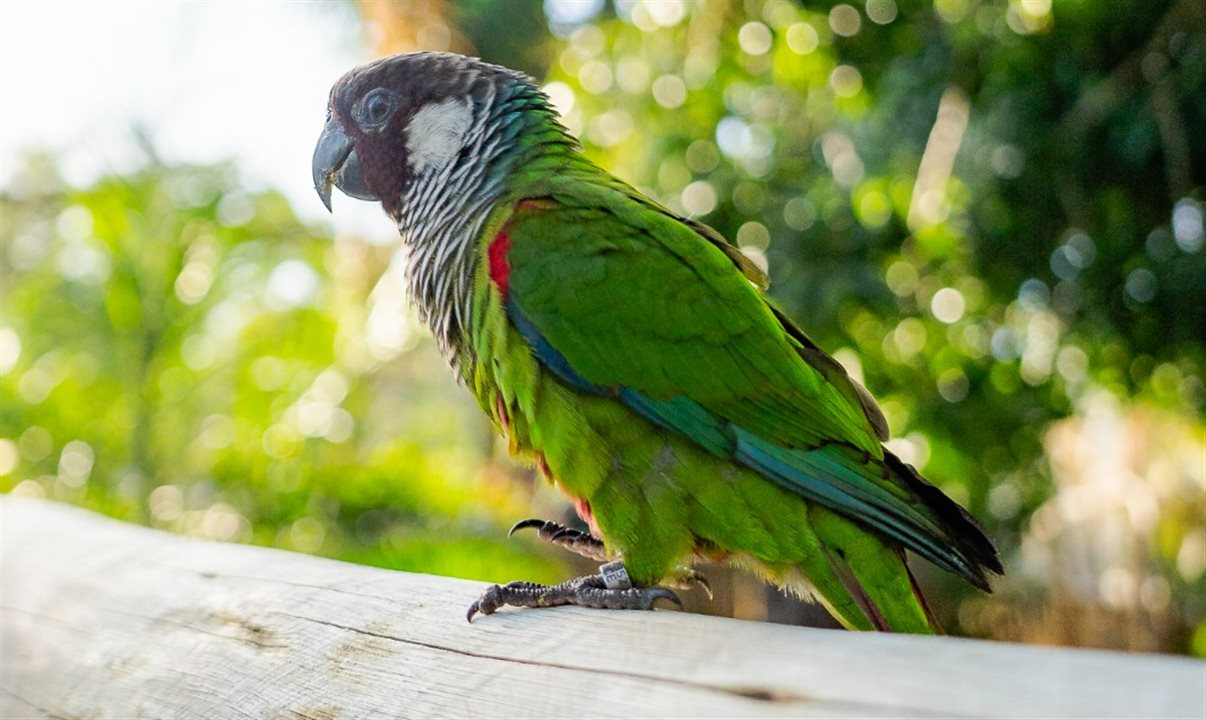 Arvorar tem espaço com 250 aves, alguns répteis e pequenos mamíferos