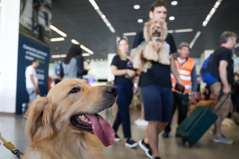 Guia apresenta orientações sobre processo de preparação dos animais domésticos para o voo