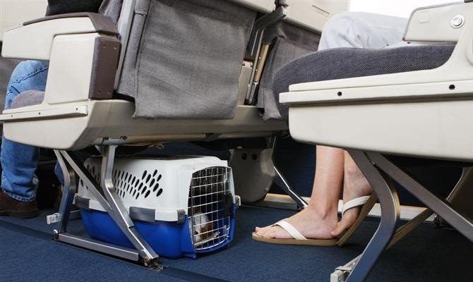 Ano de 2024 foi de mudanças no transporte aéreo de animais de estimação