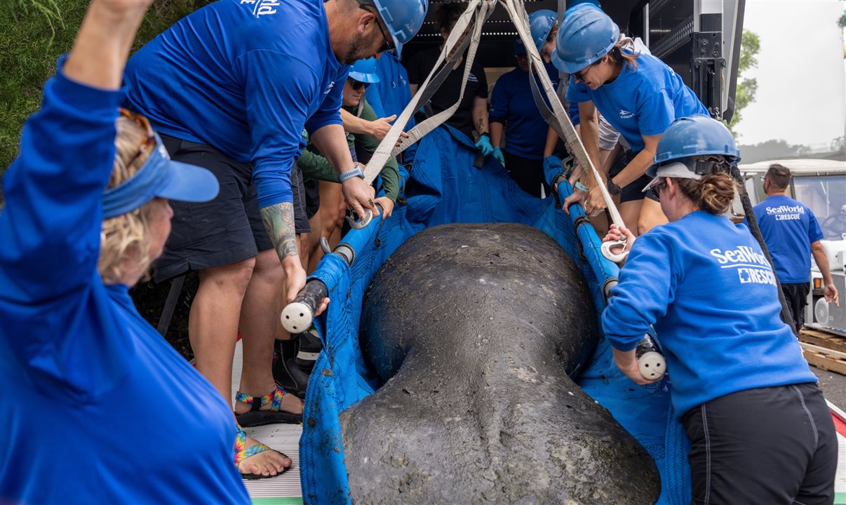 Segundo o United Parks & Resorts, entre os principais resgates do ano passado estão duas belugas retiradas da Ucrânia