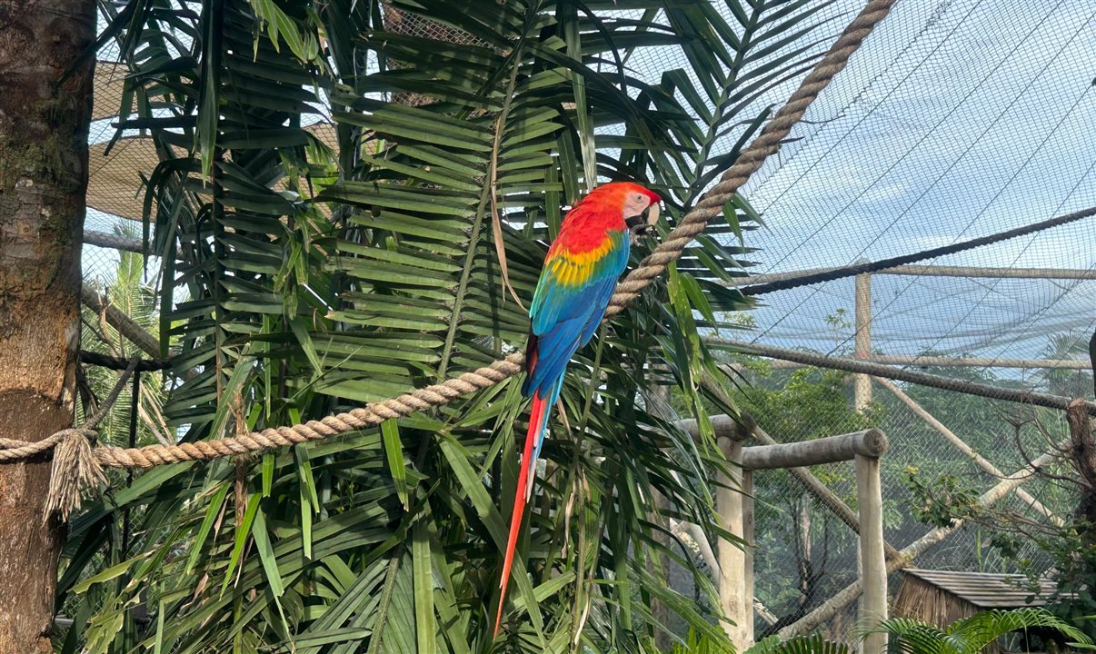 Arara vermelha no parque Arvorar