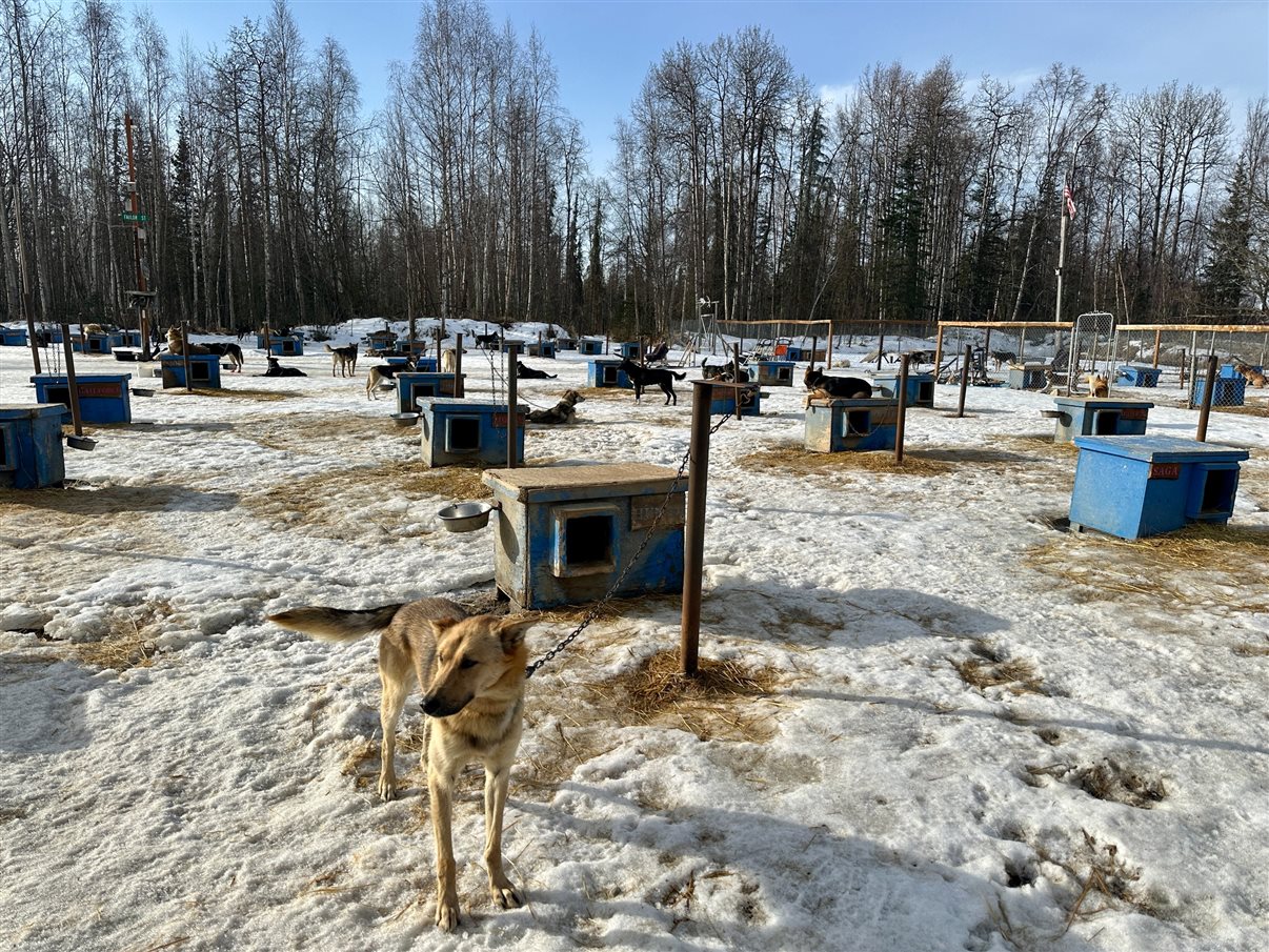 O Alaskan Husky Adventures conta com mais de 50 cachorros da raça Husky do Alasca