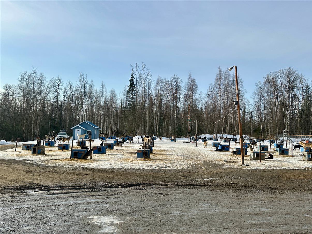 O Alaskan Husky Adventures conta com mais de 50 cachorros da raça Husky do Alasca