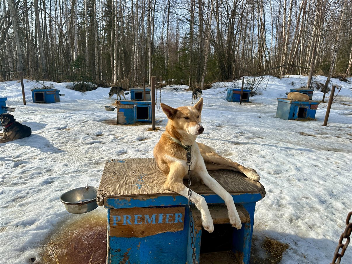 O Alaskan Husky Adventures conta com mais de 50 cachorros da raça Husky do Alasca