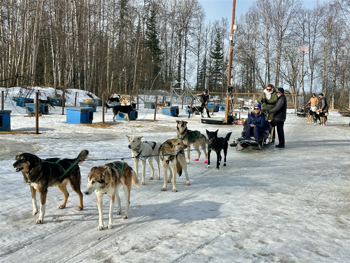 O Alaskan Husky Adventures conta com mais de 50 cachorros da raça Husky do Alasca