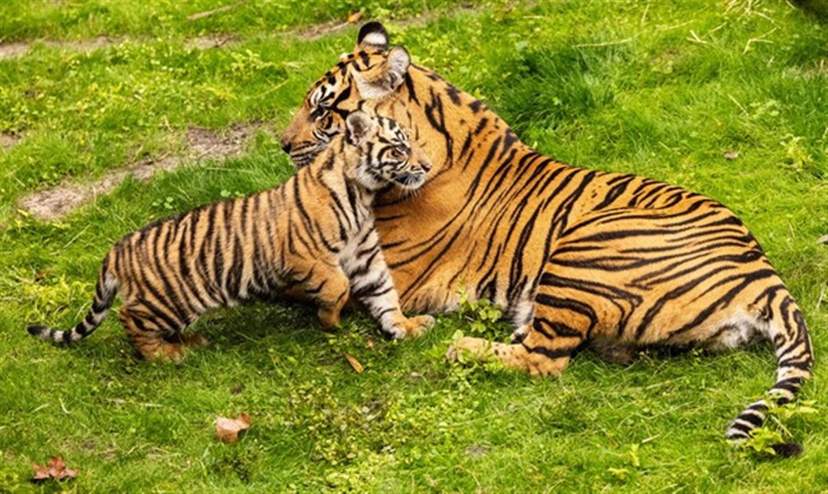 No Animal Kingdom, os visitantes podem os visitantes podem encontrar muitas novidades, incluindo o filhote de tigre-de-sumatra, ameaçado de extinção