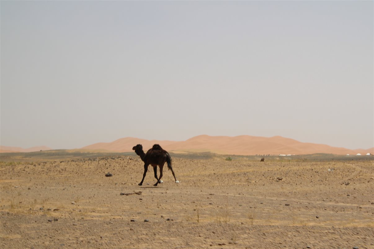 Prontos para uma ida ao deserto!