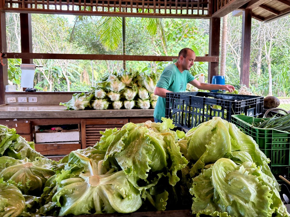 Cultivo de alface em estufa na Fazenda Bananal, a cerca de 20 minutos de Paraty (RJ)