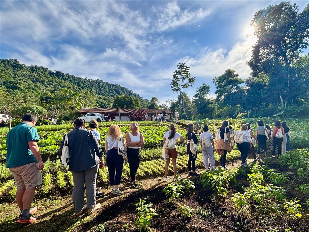 Cultivo de alface em estufa na Fazenda Bananal, a cerca de 20 minutos de Paraty (RJ)