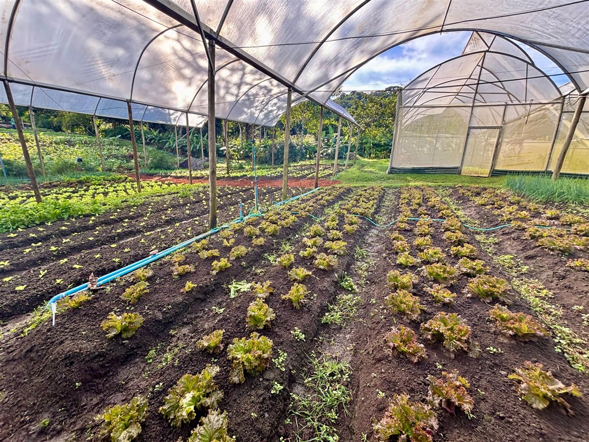 Cultivo de alface em estufa na Fazenda Bananal, a cerca de 20 minutos de Paraty (RJ)