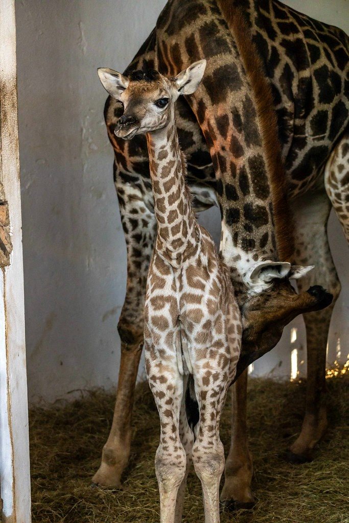 O bebê é descendente do casal Palito e Mel, que vive no Zoo há 17 anos, e chegou saudável