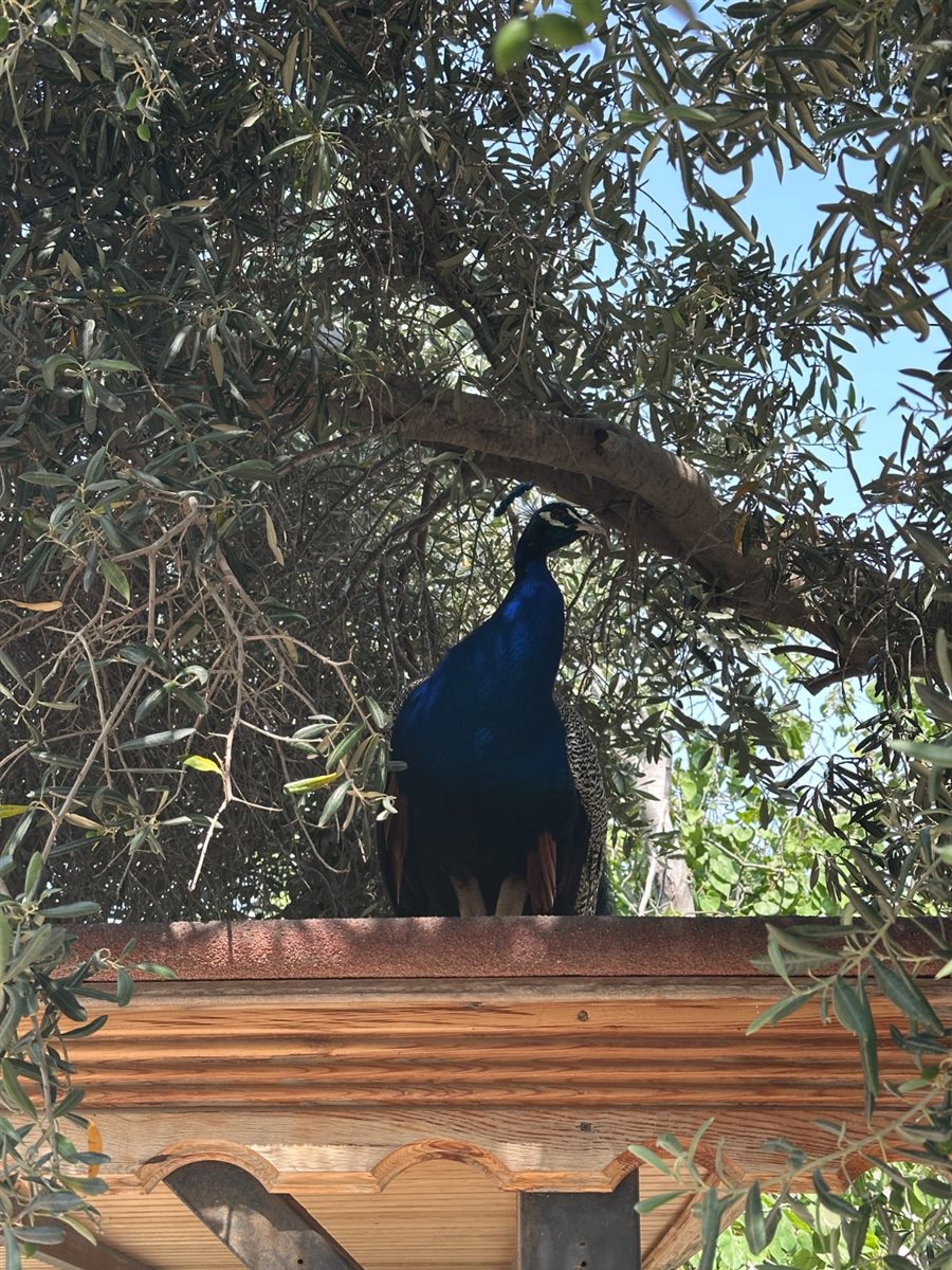 Mar Egeu pelas muralhas da histórica Bodrum