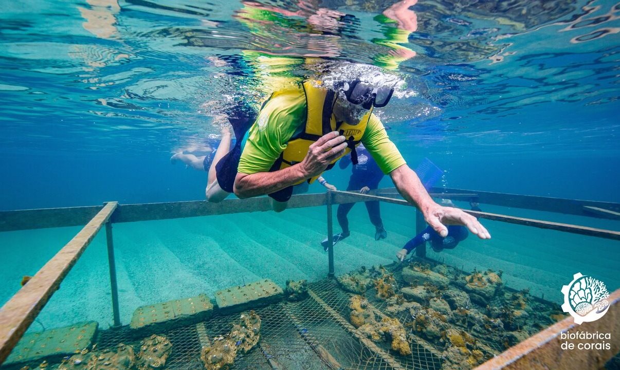 Biofábrica de Corais, startup sediada em Porto de Galinhas (PE), integra biotecnologia e preservação marinha