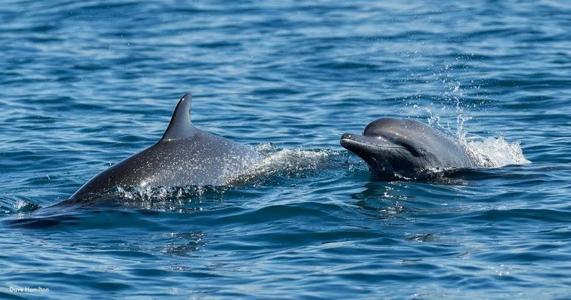 Com a nova legislação, os animais já mantidos em cativeiro não serão soltos, mas deverão viver sob padrões rigorosos de bem-estar até o fim natural de suas vidas