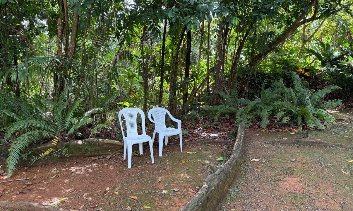 No El Yunque National Forest, cadeiras de plástico remontam à capa do álbum “Debí Tirar Más Fotos”, de Bad Bunny
