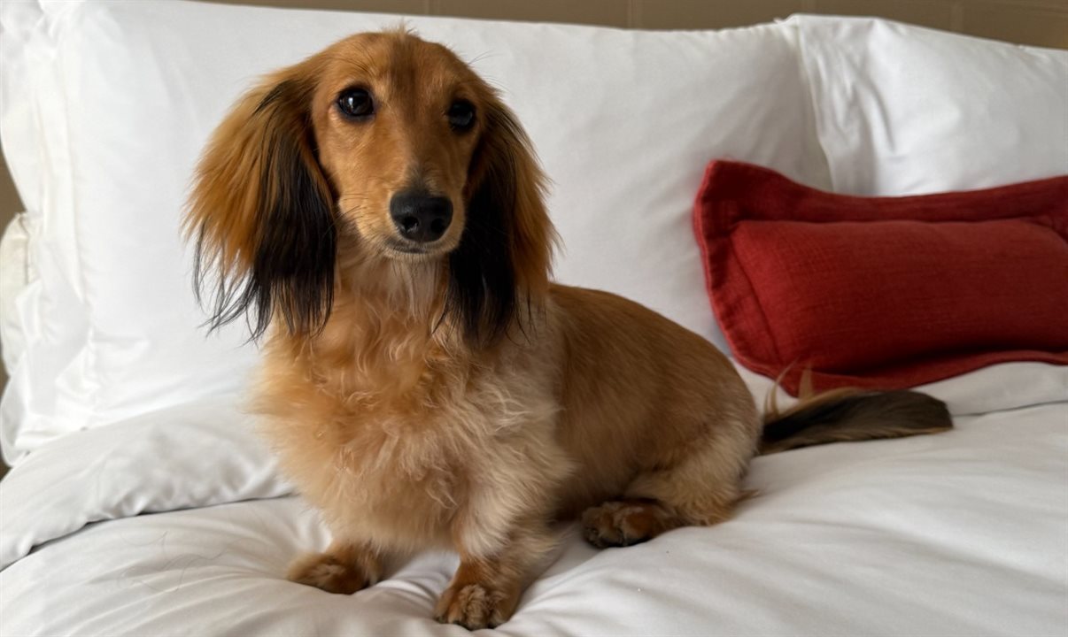 Amigos pets ganharão tapete higiênico e potes para água e ração