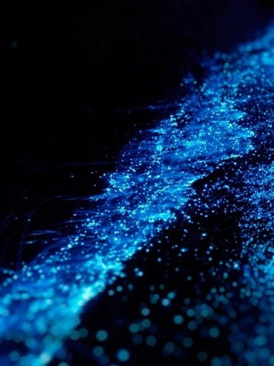 Baiá Bioluminescente