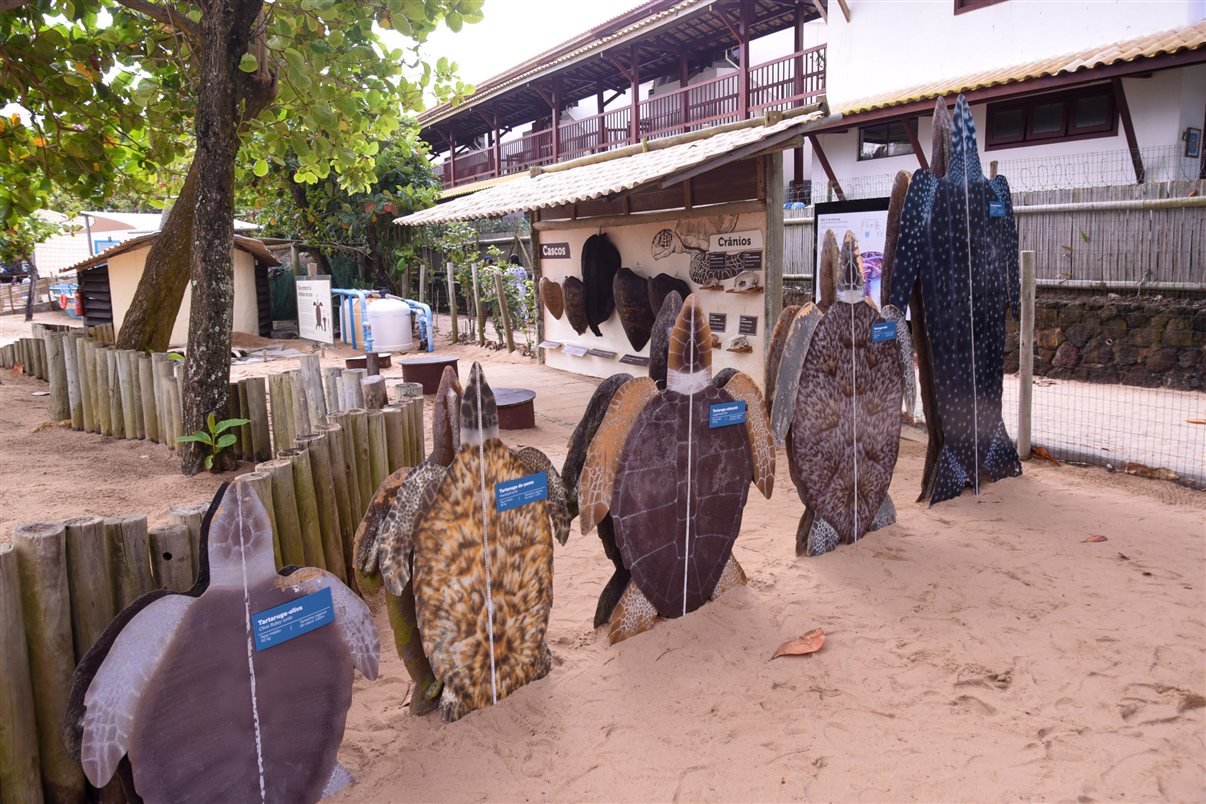 Na Praia do Forte, o grupo começou o passeio pela sede do Projeto Tamar na região