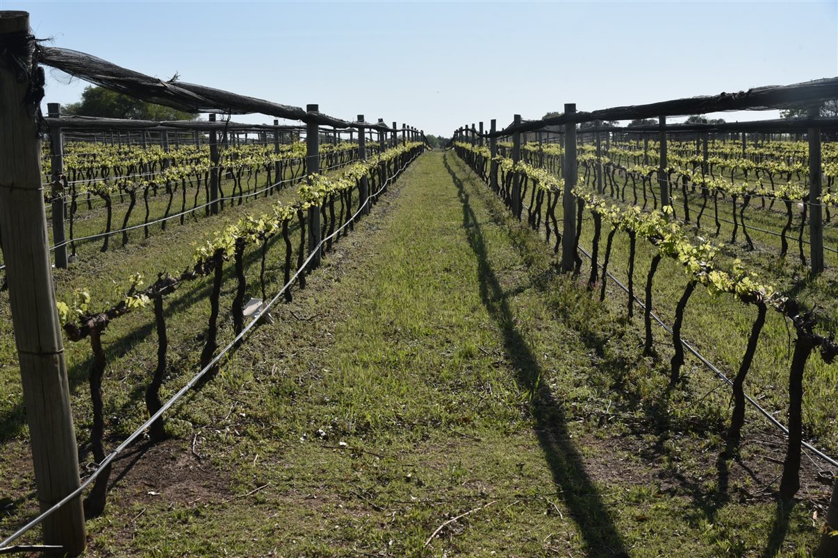Bodega Terra Camiare, em Colonia Caroya (Argentina)