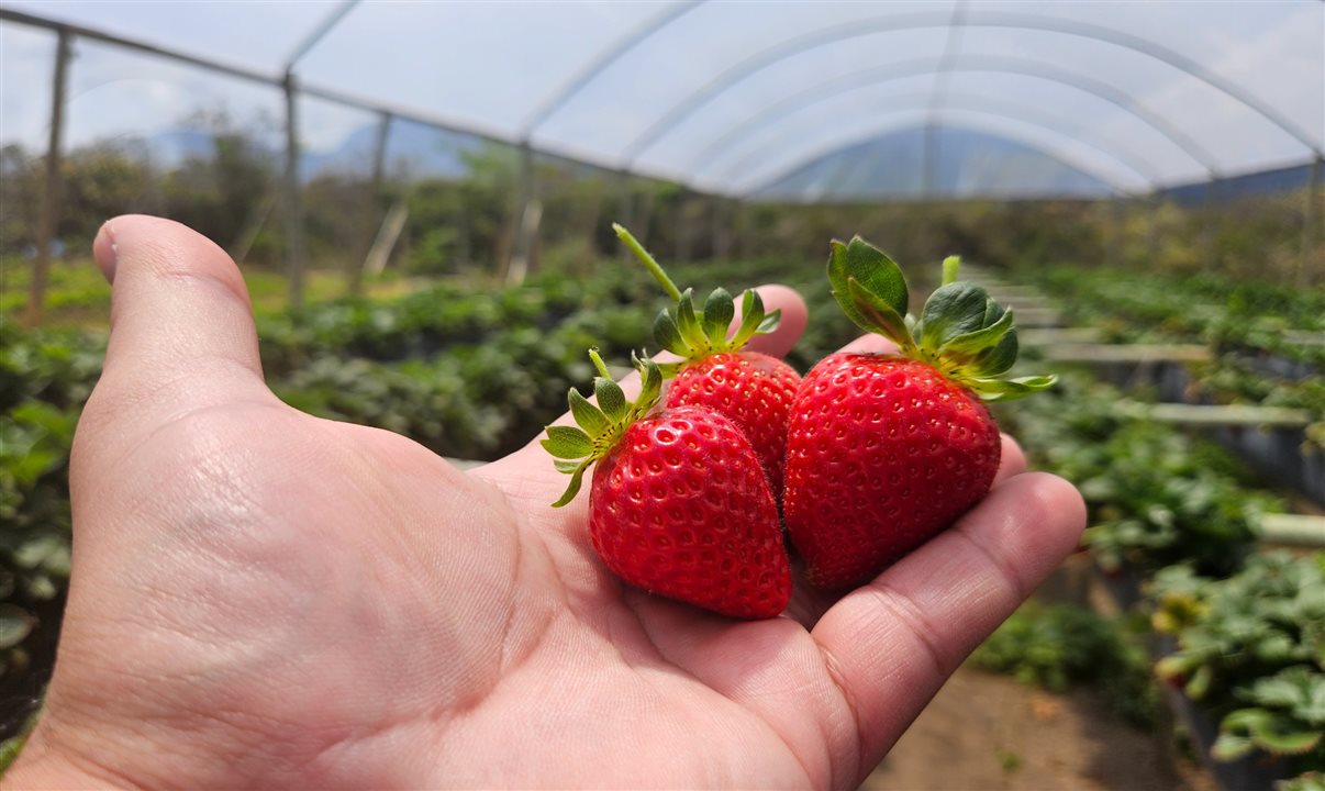 Plantação de morango no Sítio Frutas Vermelhas, em Mucugê
