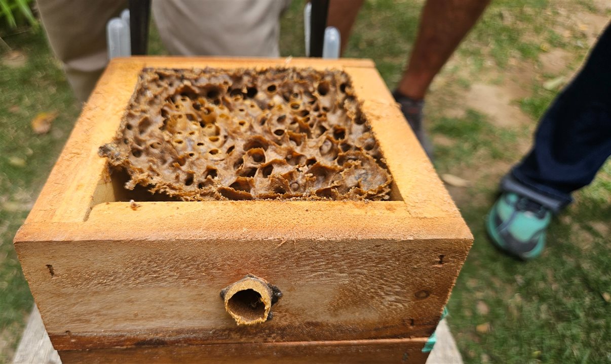 Uma espécie de colmeia da Bee Origem