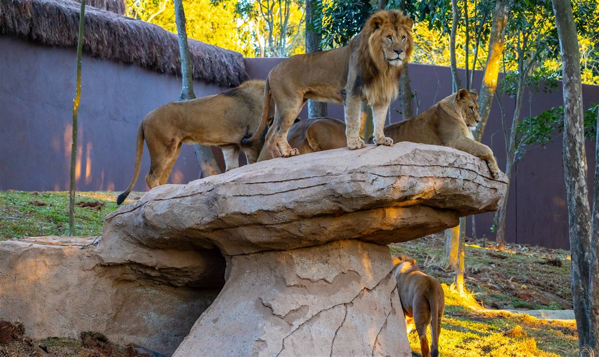 Além do passeio, o parque conta com bomboniere, café e espaço para fotos oficiais