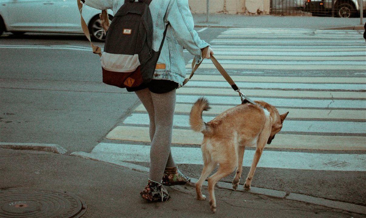 Cidade alpina de Bolzano cobrará 1,50 euro por dia de visitantes que viajam com animais de estimação; medida provoca polêmica e reacende debate sobre limites da convivência entre turistas e moradores